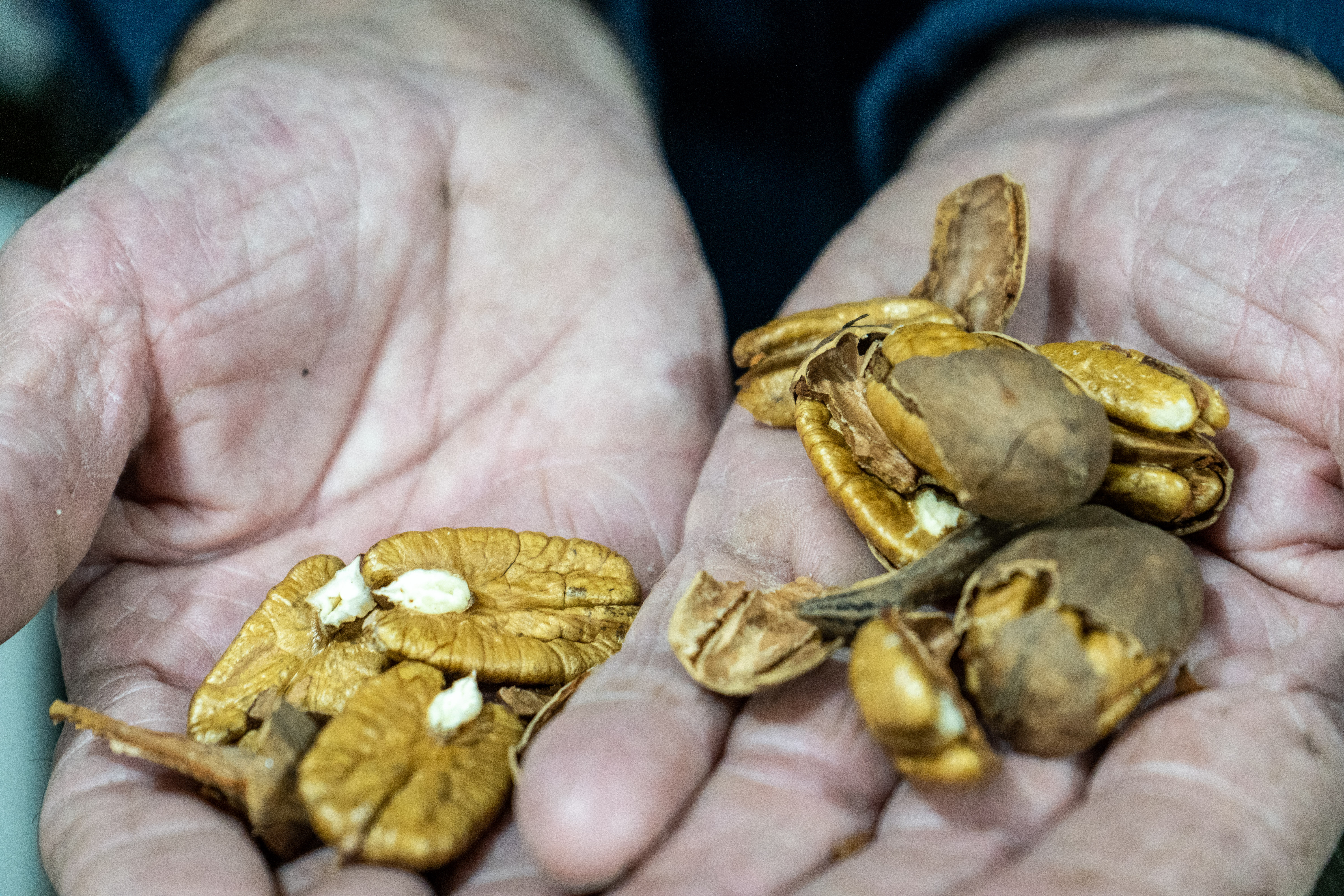 Voss Pecans